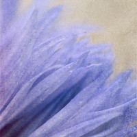 Buy canvas prints of Petals of Blue by Julie Coe