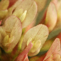 Buy canvas prints of Petals of Clover by Julie Coe