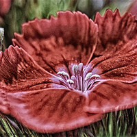 Buy canvas prints of Little Red Flower by Julie Coe