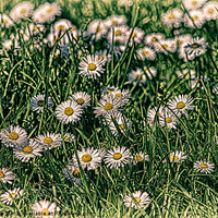 Buy canvas prints of Daisy Carpet by Julie Coe