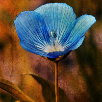 Buy canvas prints of Flower Blue by Julie Coe