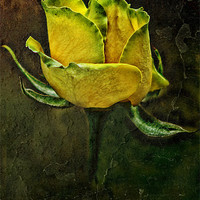 Buy canvas prints of Rose Of Yellow by Julie Coe