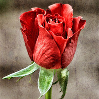Buy canvas prints of Red Rose Red by Julie Coe