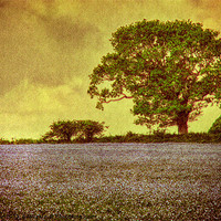 Buy canvas prints of Tree In A Field by Julie Coe