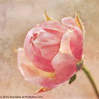 Buy canvas prints of Pretty Little Rosebud by Julie Coe