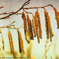 Buy canvas prints of Catkins by Julie Coe