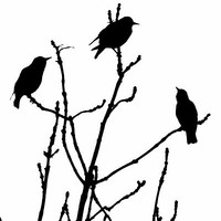 Buy canvas prints of Black Birds on White by Julie Coe
