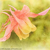 Buy canvas prints of Soft Aquilegia by Julie Coe