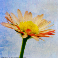 Buy canvas prints of Daisy Textures by Julie Coe