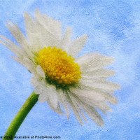 Buy canvas prints of Daisy Textures 2 by Julie Coe