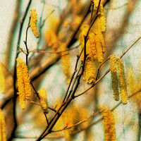 Buy canvas prints of Catkins 2 by Julie Coe
