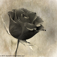 Buy canvas prints of Black Rose by Julie Coe