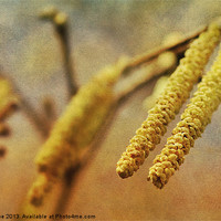 Buy canvas prints of Catkins 3 by Julie Coe