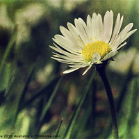 Buy canvas prints of Daisy Textures 3 by Julie Coe