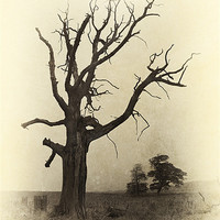 Buy canvas prints of Ye Olde Tree by Julie Coe