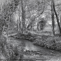 Buy canvas prints of Down By The River BW by Julie Coe