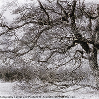 Buy canvas prints of Tree Black and White by Julie Coe