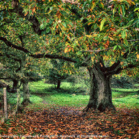 Buy canvas prints of Underneath The Chestnut Tree by Julie Coe