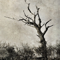 Buy canvas prints of Old Tree by Julie Coe