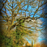 Buy canvas prints of Country Walk by Julie Coe