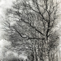 Buy canvas prints of Country Walk 2 by Julie Coe
