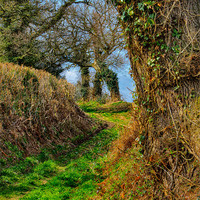 Buy canvas prints of A Norfolk Country Lane by Julie Coe