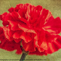 Buy canvas prints of Red Carnation. by Julie Coe