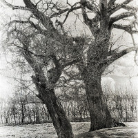 Buy canvas prints of Black and White Trees by Julie Coe