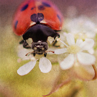 Buy canvas prints of Ladybird by Julie Coe