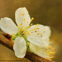 Buy canvas prints of Blossom by Julie Coe