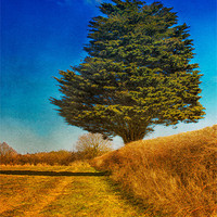 Buy canvas prints of Yew Tree by Julie Coe