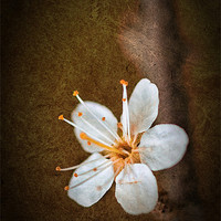 Buy canvas prints of Beautiful Blossom by Julie Coe