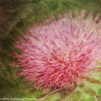 Buy canvas prints of Thistle Flower by Julie Coe