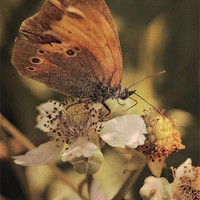 Buy canvas prints of Ringlet Butterfly by Julie Coe