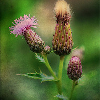 Buy canvas prints of Thistle by Julie Coe