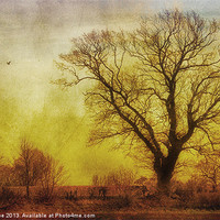Buy canvas prints of Tree by Julie Coe