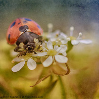 Buy canvas prints of 7-Spotted Ladybird by Julie Coe