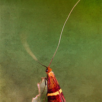 Buy canvas prints of Longhorn Moth by Julie Coe