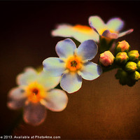 Buy canvas prints of Forget Me Not by Julie Coe