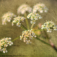 Buy canvas prints of Cow Parsley by Julie Coe