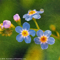 Buy canvas prints of Forget Me Nots by Julie Coe