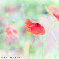 Buy canvas prints of Poppy 12 by Julie Coe