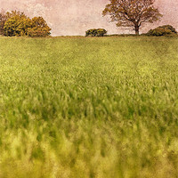 Buy canvas prints of A Norfolk Field by Julie Coe