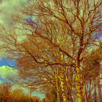 Buy canvas prints of Country Walk 2 by Julie Coe