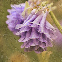 Buy canvas prints of Aquilegia Soft 2 by Julie Coe