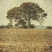 Buy canvas prints of Muted Tree by Julie Coe
