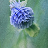 Buy canvas prints of Aquilegia Soft by Julie Coe