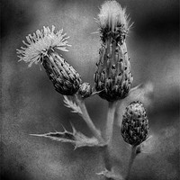Buy canvas prints of Thistle BW by Julie Coe