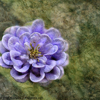 Buy canvas prints of Aquilegia On Marble by Julie Coe