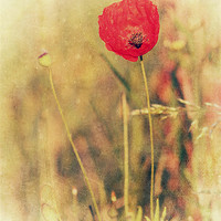 Buy canvas prints of Red Poppy by Julie Coe